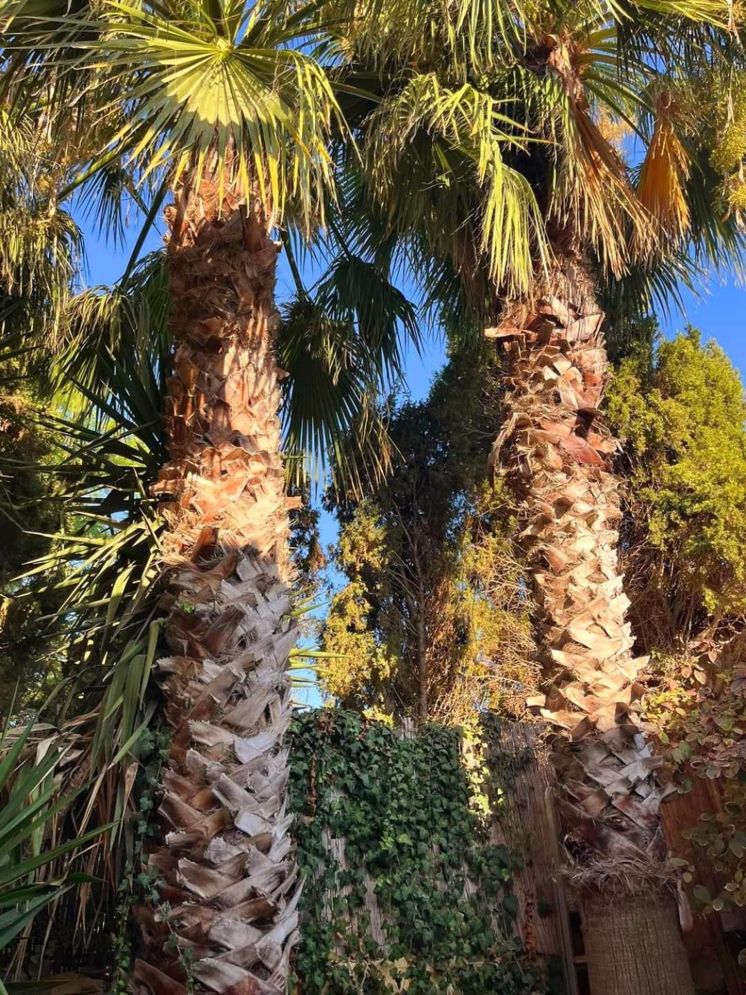 Ta' Didi B&B Kerċem Dış mekan fotoğraf